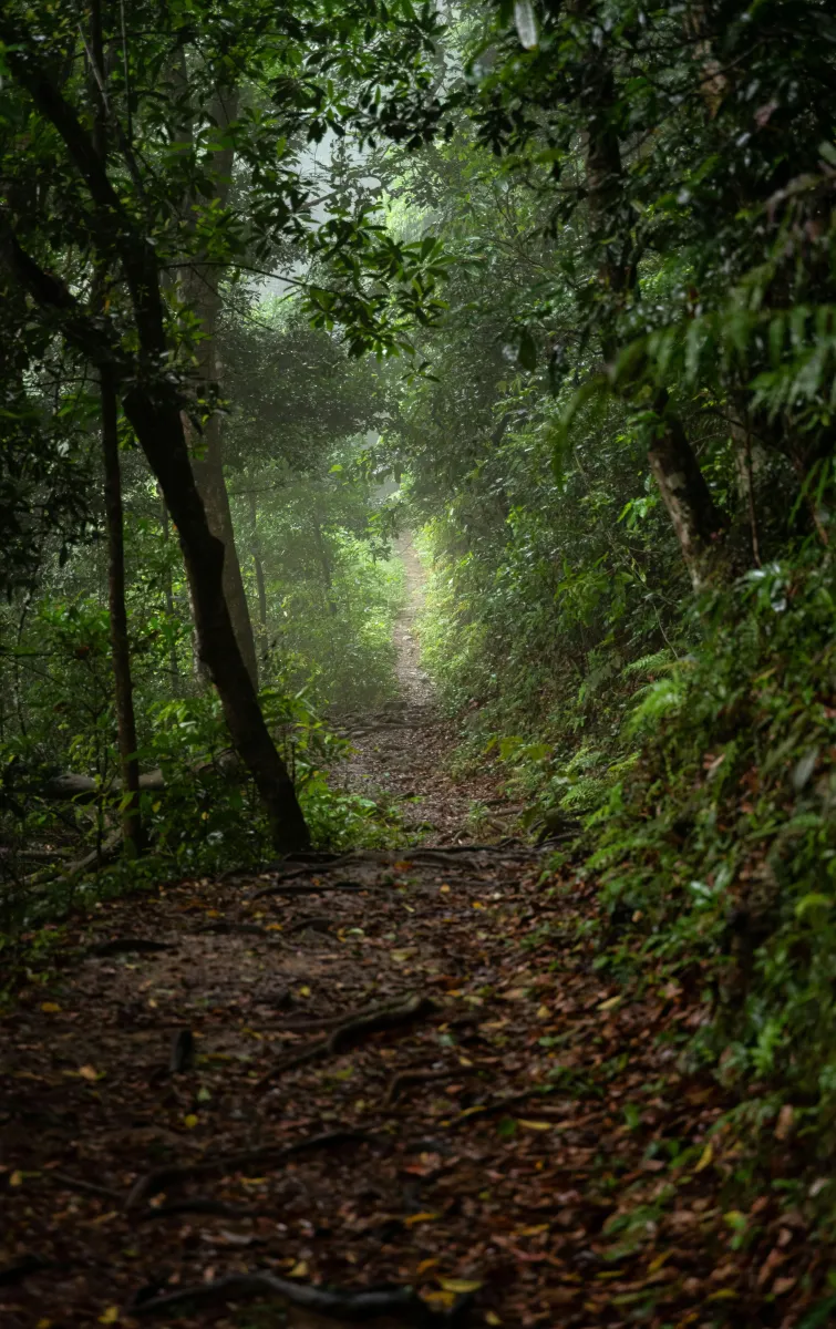 A dirt path in the woods