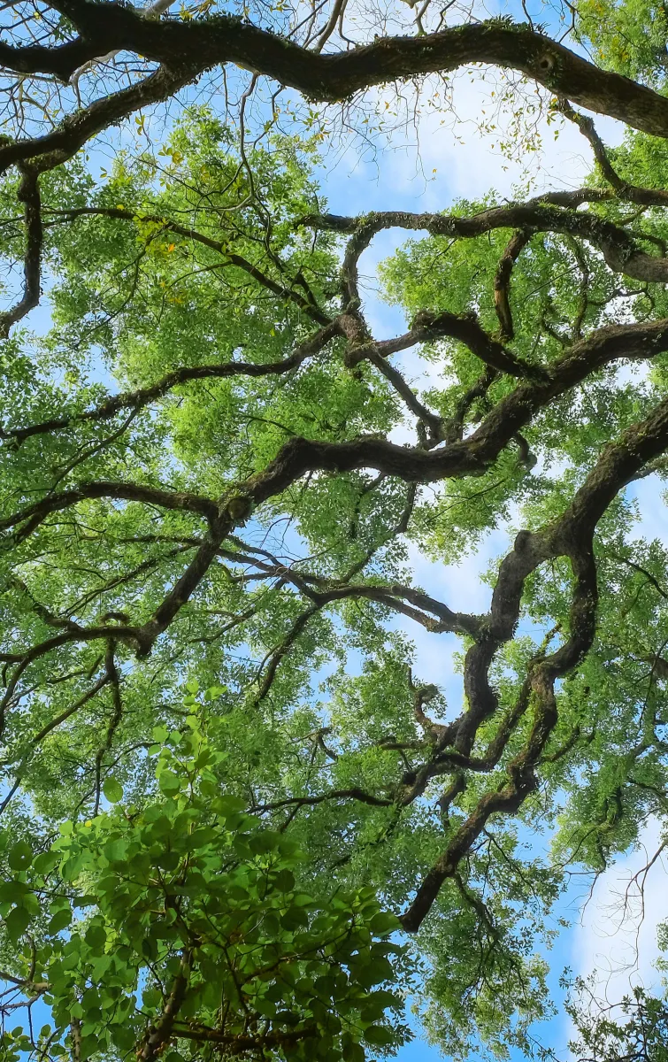 Tree branches seen from below